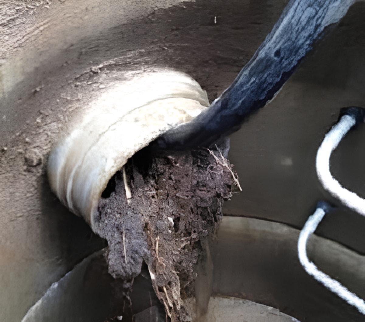 Canalisation bouchée par des racines : Solutions, Prix et Prévention